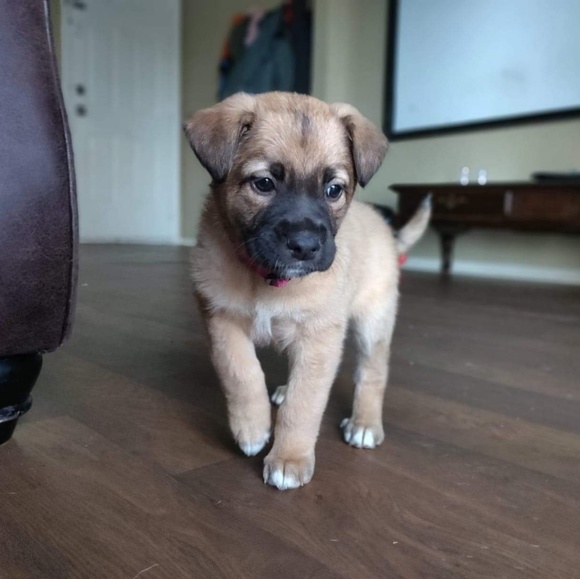 Meet your Posher, Yolanda - Picture 1 of 1